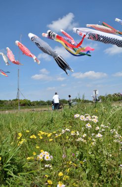 Japon geleneksel Koinobori (sazan bayrakları) festivali 