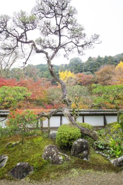 Japon bahçesinde renkli bitkiler ve ağaçlar 