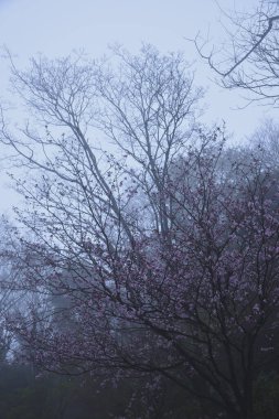 Sisli parkta çiçek açan kiraz ağacı 