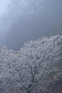 Sisli parkta çiçek açan kiraz ağacı 