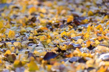Ginkgo sonbahar yaprakları sonbahar ormanlarında yerde. 