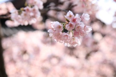 Bahçede bahar çiçekleri