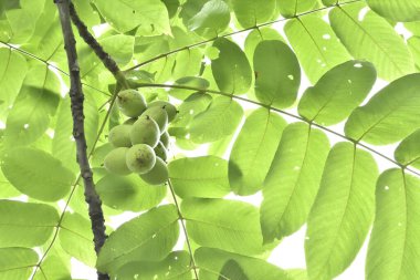 Ağaçtaki meyveli taze yeşil yapraklar.
