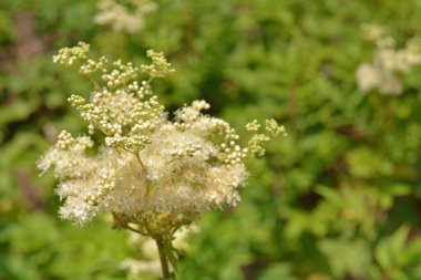 Bahçedeki güzel çiçekler
