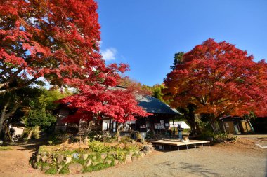 Kırmızı akçaağaç ağaçları ve geleneksel Japon evleriyle güzel bir sonbahar manzarası. 