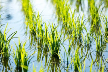 Tayland 'daki pirinç tarlaları