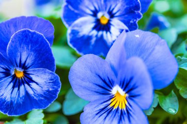 Mavi çiçekler kapanıyor.