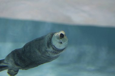 Hayvanat bahçesinde yüzen deniz aslanı. Yaklaş.