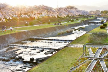 Japonya 'da nehir ve kiraz çiçekleri, Tokyo' da