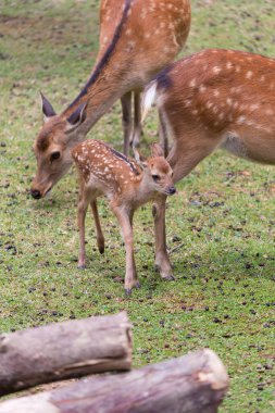 Japonya 'daki Nara parkında yeşil çimlerin üzerinde toplanan bir grup geyik.
