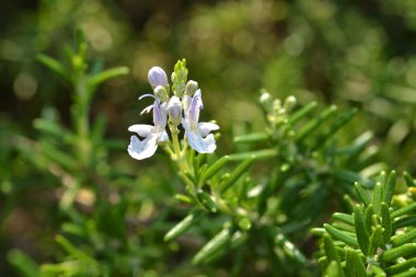 Bahçedeki tatlı çayın güzel çiçekleri.