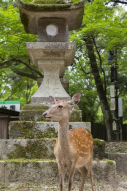Japonya 'daki Nara Parkı' nda yeşil çimlerin üzerindeki geyik.