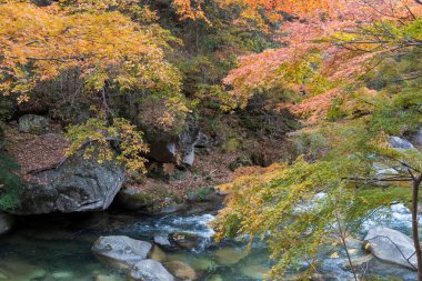 Dağlardaki ormanda güzel bir şelale