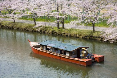 Japonya 'da geleneksel Japon kiraz çiçeklerinin tadını çıkaran turistler.