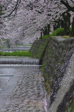 Japonya 'da güzel kiraz çiçekleri ve akan su