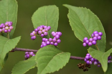 Yeşil yapraklı bir dalı kapat