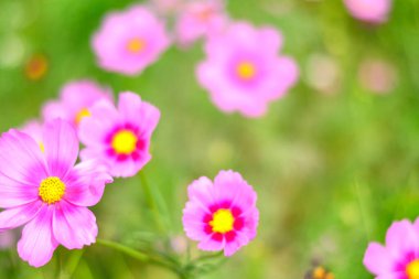 Renkli çiçekler, arka plan doğa