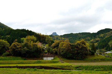 Parktaki yeşil ağaçlar 