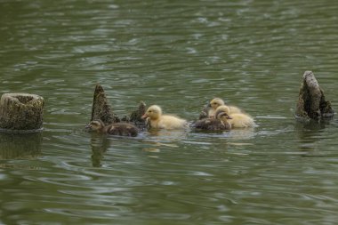 Güzel gölette yüzen sevimli ördekler           