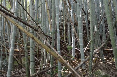 Ormanda bambu ağaçları