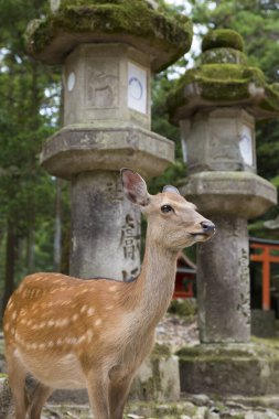 Japonya 'daki Nara Parkı' nda yeşil çimlerin üzerindeki geyik.