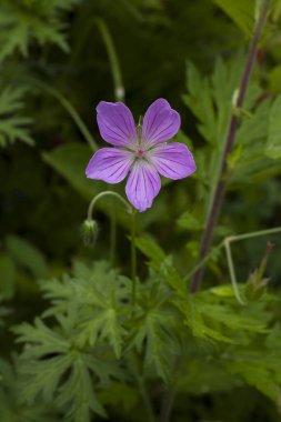 Bahçedeki mor çiçek