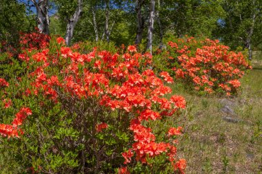 Ormanda güzel çiçekler