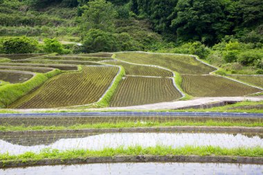 pirinç tarlaları Bali, Endonezya  