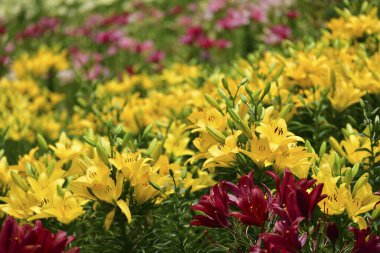 Bahçedeki güzel sarı laleler