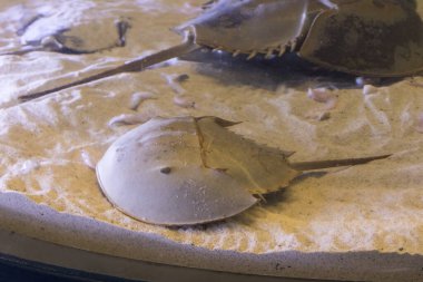 Akvaryumdaki deniz yaşamı, yakın çekim manzarası.