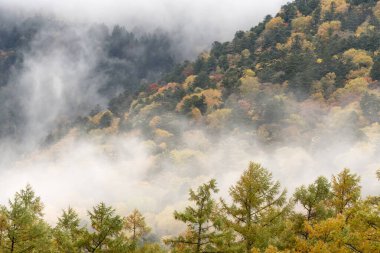 Karpat Dağları 'ndaki dağın sonbahar manzarası.