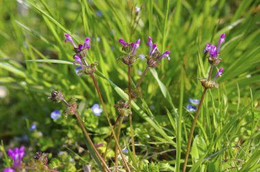Ormandaki çimlerde mor kır çiçekleri