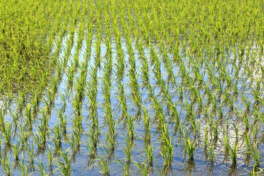 Yeşil pirinç bitkileri çeltik tarlasında. Asya kırsal arazisi