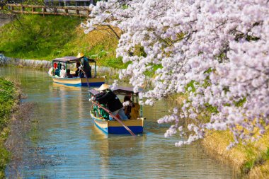 Japonya 'da geleneksel Japon kiraz çiçeklerinin tadını çıkaran turistler.
