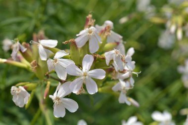 Bahçedeki beyaz çiçekleri kapat.