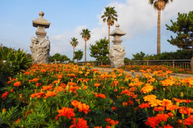 Bahçedeki sarı kadife çiçekleri