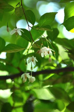 Güzel botanik fotoğrafı, doğal duvar kağıdı.