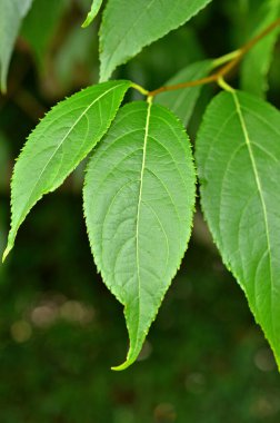 yeşil yapraklar, bitkiler ve yapraklar