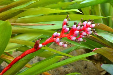 Bahçede kırmızı çiçekler ve yapraklar