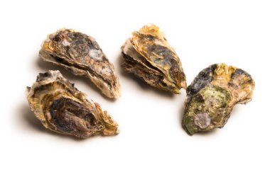 Beyaz arkaplanda çiğ istiridye