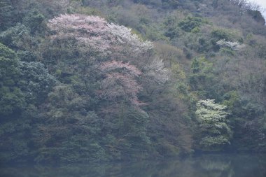 Dağlık ormanda ağaçlar ve göl olan güzel bir manzara.