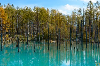 Gölde büyüyen güzel orman ağaçlarının manzarası 