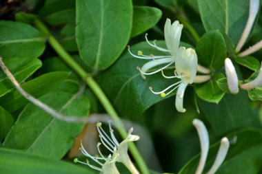 Yeşil yapraklı bir bitkinin çiçeği gibi.