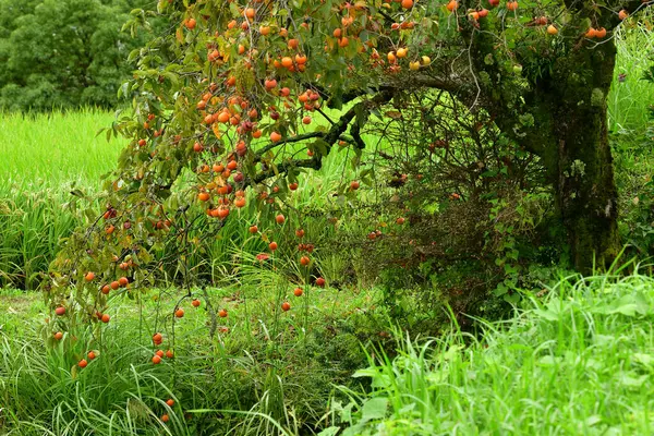 Manzanas Rojas Árbol — Foto de Stock