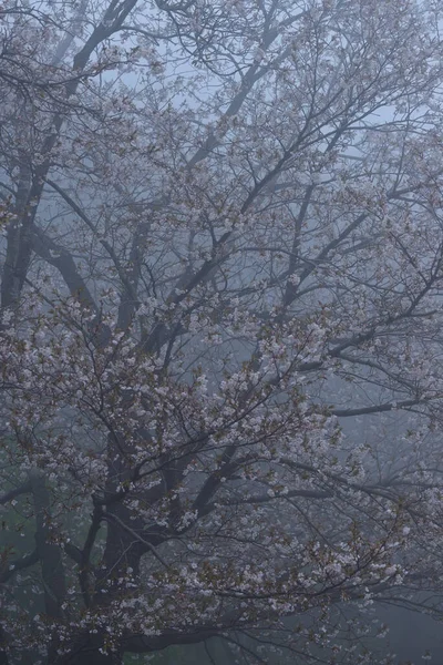 霧の公園の桜の木 — ストック写真