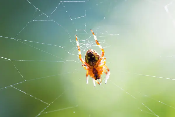 Örümcek Ağda Ormanda Doğa Arka Planda — Stok fotoğraf