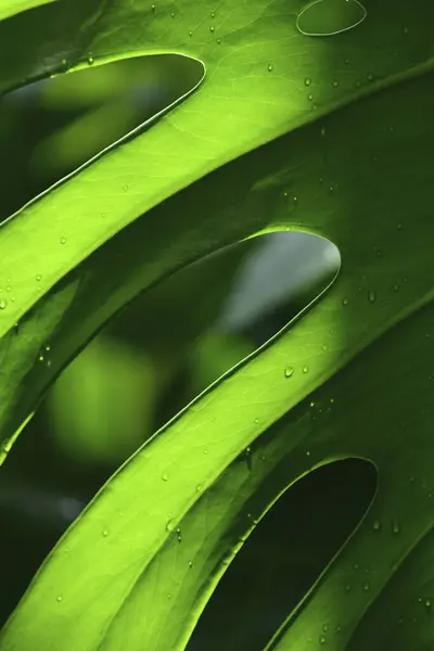 日光の緑の葉 マクロショット — ストック写真