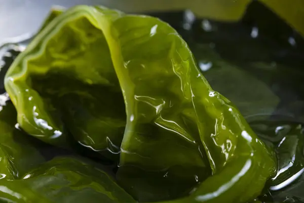 Fondo Algas Verdes Frescas —  Fotos de Stock