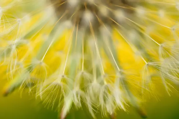 Närbild Vackra Maskros Blomma — Stockfoto