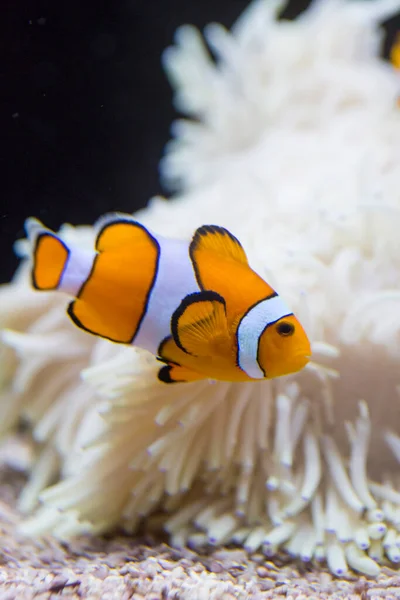 Anemonen Seefisch Aquarium — Stockfoto